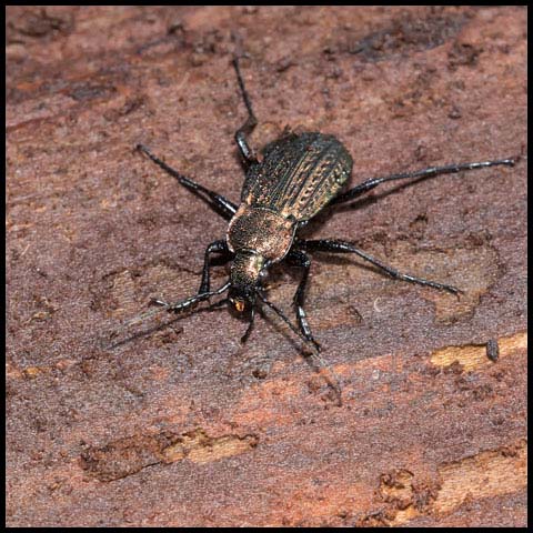 Granulated Ground Beetle