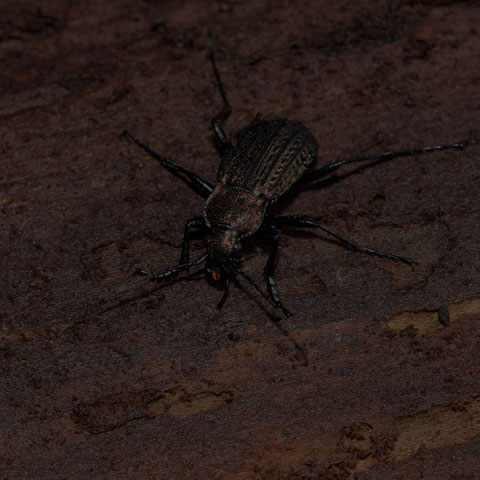 Granulated Ground Beetle
