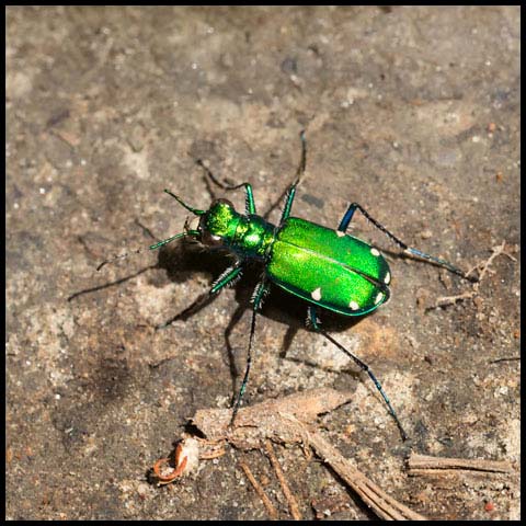 Six-spotted Tiger Beetle