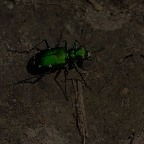 Six-spotted Tiger Beetle