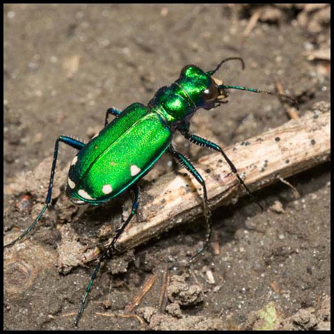 Six-spotted Tiger Beetle