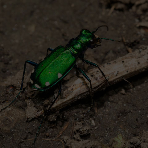 Six-spotted Tiger Beetle