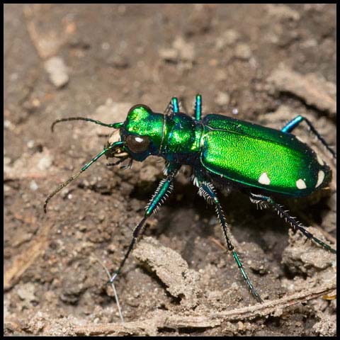 Six-spotted Tiger Beetle