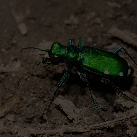 Six-spotted Tiger Beetle