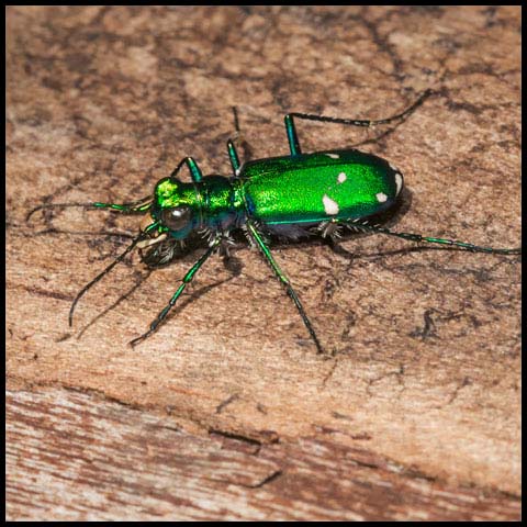 Six-spotted Tiger Beetle