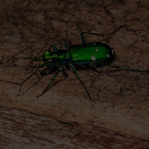 Six-spotted Tiger Beetle