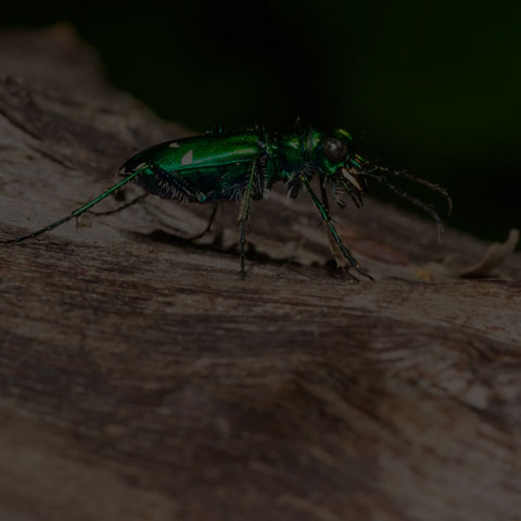 Six-spotted Tiger Beetle