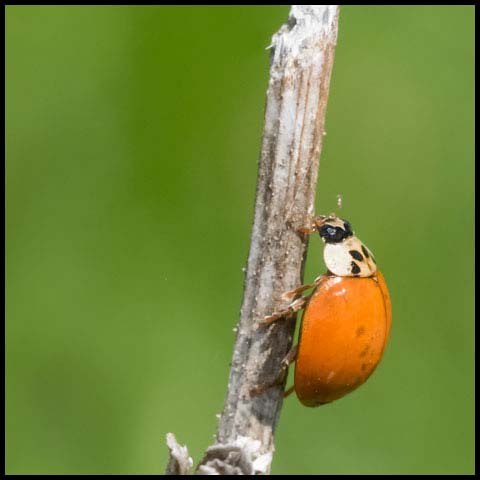 Asian Lady Beetle