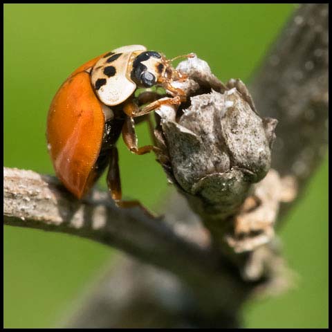 Asian Lady Beetle