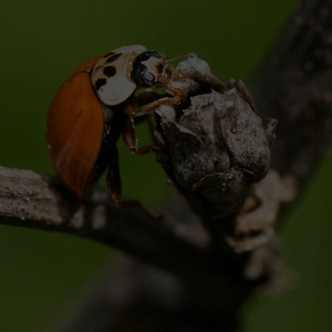 Asian Lady Beetle