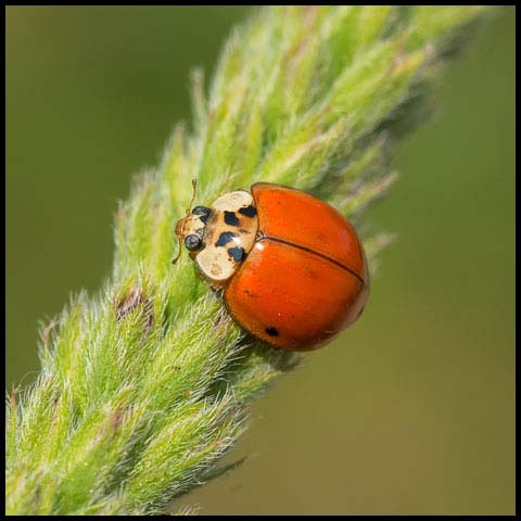 Asian Lady Beetle