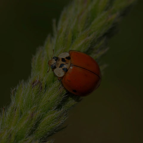 Asian Lady Beetle