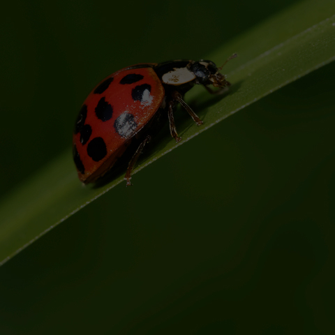 Asian Lady Beetle