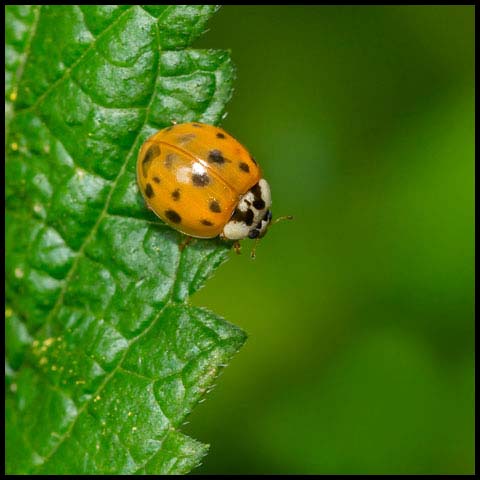 Asian Lady Beetle
