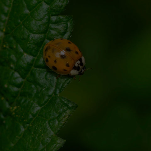 Asian Lady Beetle