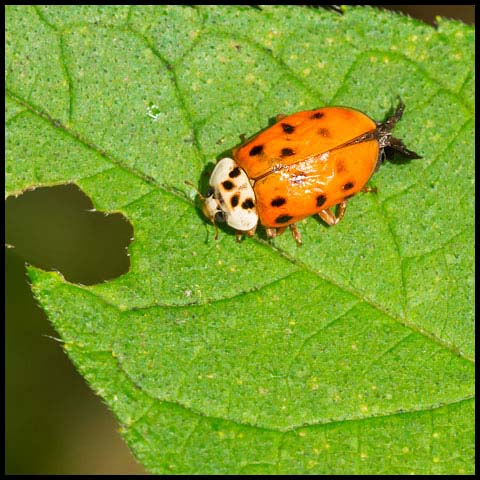 Asian Lady Beetle