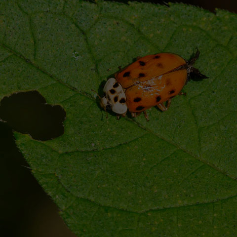 Asian Lady Beetle