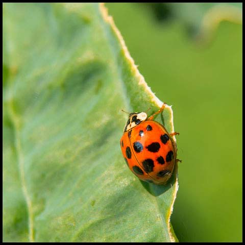 Asian Lady Beetle