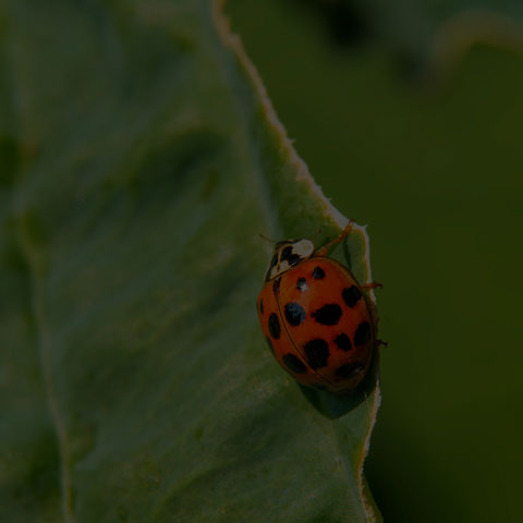 Asian Lady Beetle