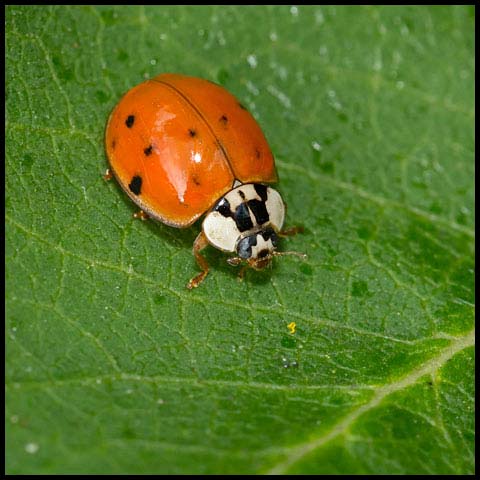 Asian Lady Beetle