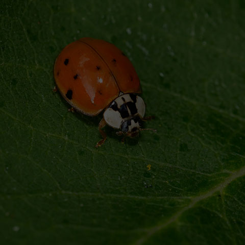 Asian Lady Beetle
