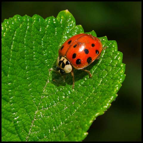 Asian Lady Beetle