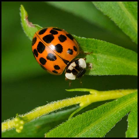 Asian Lady Beetle