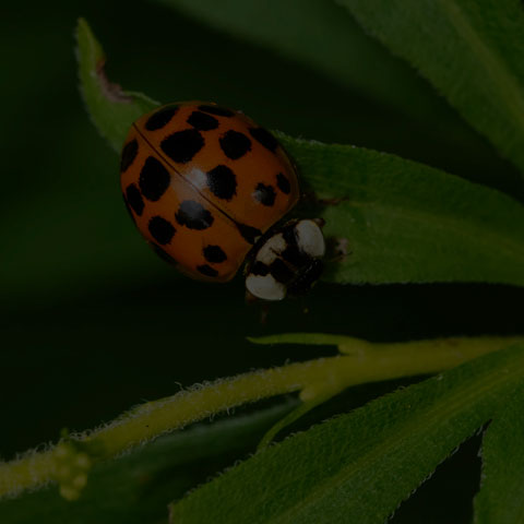 Asian Lady Beetle