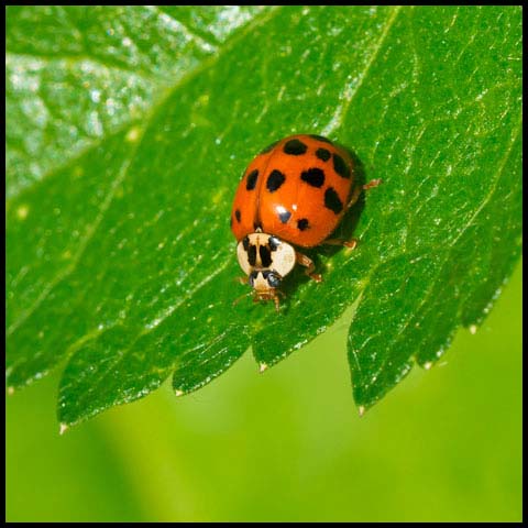 Asian Lady Beetle