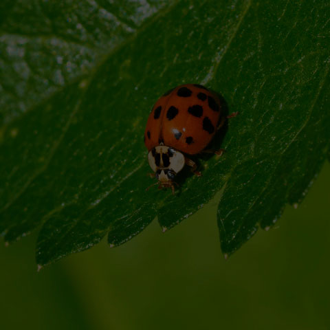 Asian Lady Beetle