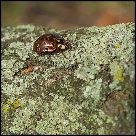 Eye-spotted Lady Beetle