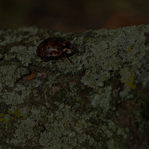 Eye-spotted Lady Beetle