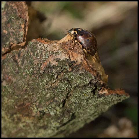 Eye-spotted Lady Beetle