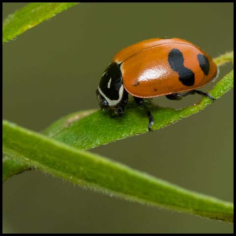 fourteen-spotted Lady Beetle