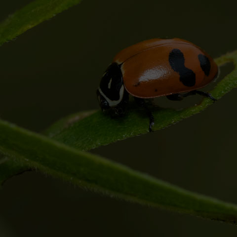 fourteen-spotted Lady Beetle