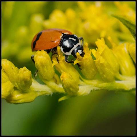 fourteen-spotted Lady Beetle