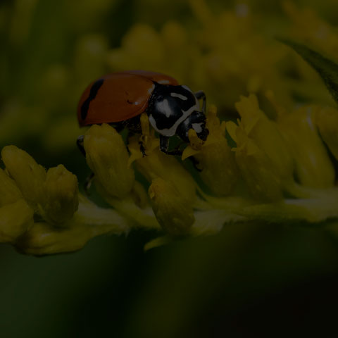 fourteen-spotted Lady Beetle
