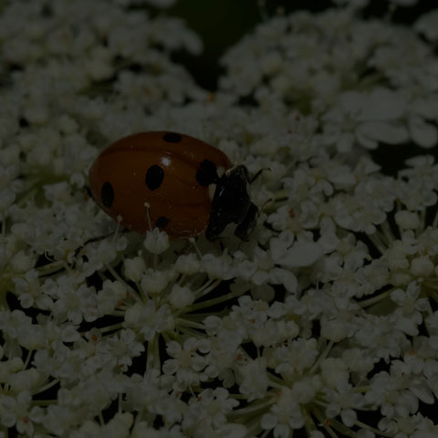 Seven-spotted Lady Beetle