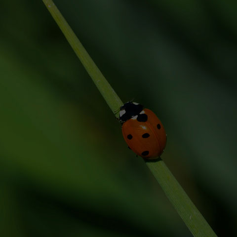 Seven-spotted Lady Beetle
