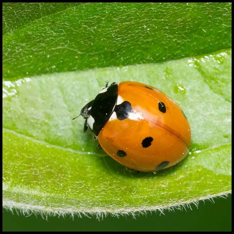 Seven-spotted Lady Beetle