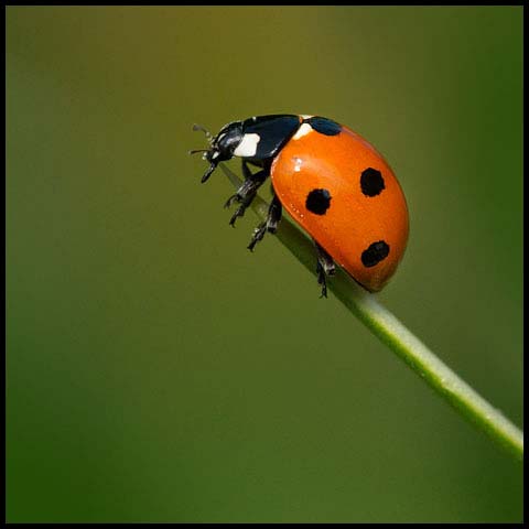 Seven-spotted Lady Beetle