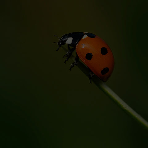 Seven-spotted Lady Beetle