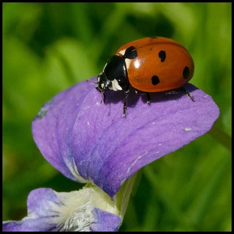 Seven-spotted Lady Beetle