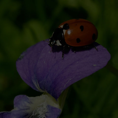 Seven-spotted Lady Beetle