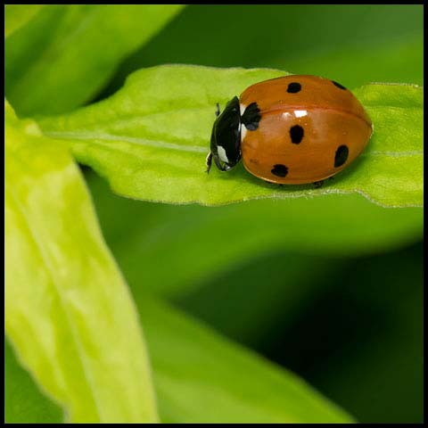 Seven-spotted Lady Beetle