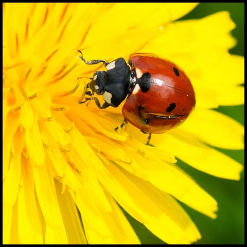 Seven-spotted Lady Beetle