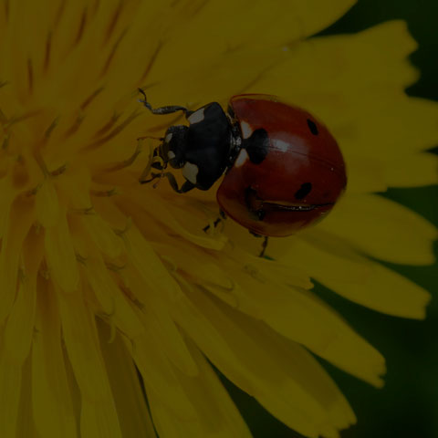 Seven-spotted Lady Beetle