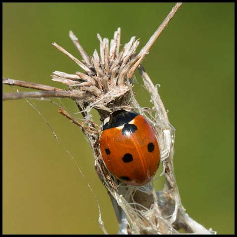 Seven-spotted Lady Beetle