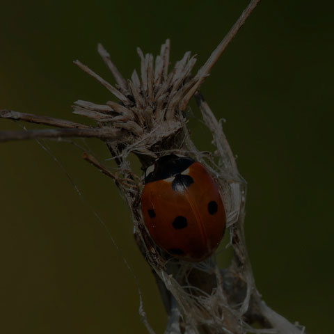 Seven-spotted Lady Beetle