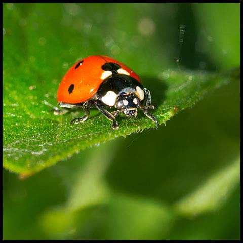 Seven-spotted Lady Beetle